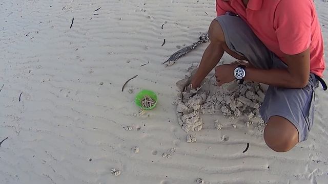 Sandworm @ Doljo Panglao смотреть онлайн