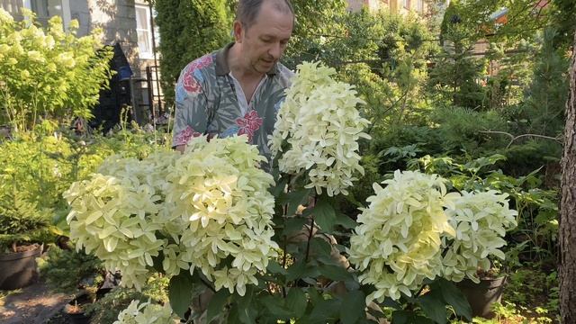 Мой фаворит 2023 года!!! Гортензия метельчатая «Star Rose" смотреть онлайн