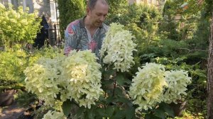 Мой фаворит 2023 года!!! Гортензия метельчатая «Star Rose"