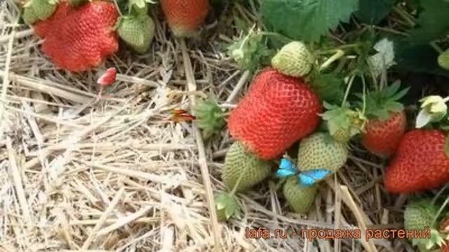 Земляника садовая Юбилейная Говоровой ? обзор: как сажать, рассада земляники Юбилейная Говоровой смотреть онлайн