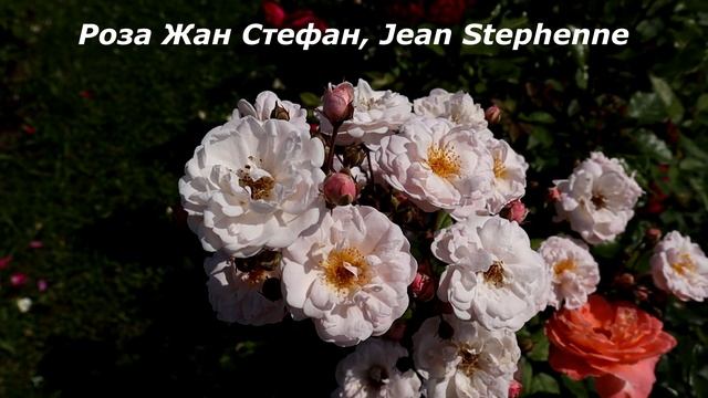 Более 50 РОЗ на каждом побеге! Великолепные грозди помпонных цветов цветут непрерывно все лето! смотреть онлайн