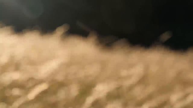 Wind Blowing Across The Forest Meadow / Wind Through The Grass, Crickets,... смотреть онлайн