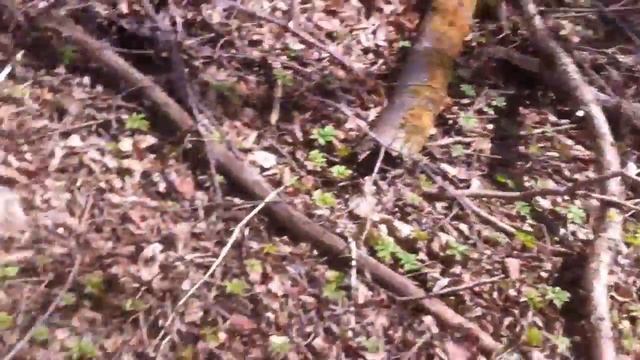 В поисках аквариумной коряги. смотреть онлайн