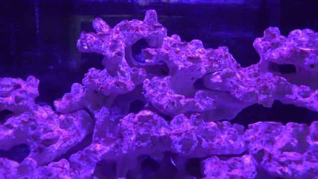 Запуск морского аквариума. 3 серия Водоросли смотреть онлайн
