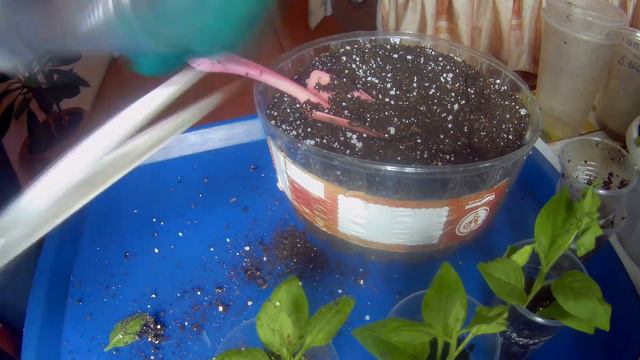 Укоренилась вегетативная петуния, какой обьем  грунта даю черенкам