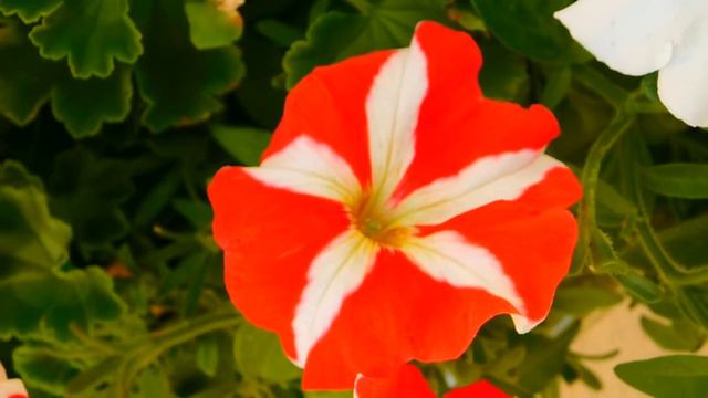 Close Up Video of White And Red Petunia Flower смотреть онлайн