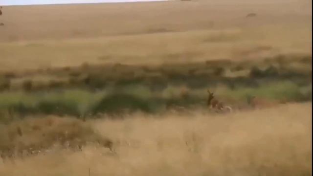 Power Of Predator - Lion Attack Topi Antelope смотреть онлайн