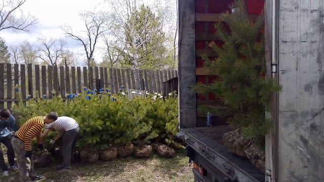 Саженцы, сосна обыкновенная. Погрузка на фуру смотреть онлайн
