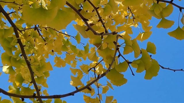 Гинкго двулопастный, Ginkgo Biloba ( реликтовое дерево) в ботаническом саду. Владивосток. Октябрь.