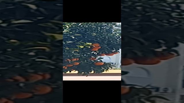 Кипр, Лимасол, мандариновое дерево, мандарины на дереве