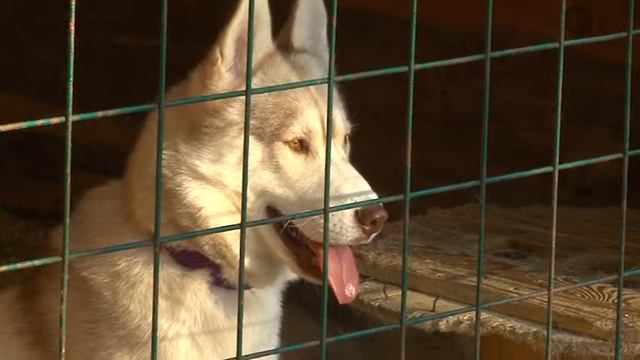 За нами хвост. Уход за сибирскими хаски. смотреть онлайн