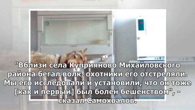 Охотники в Амурской области застрелили еще одного волка с вирусом бешенства смотреть онлайн