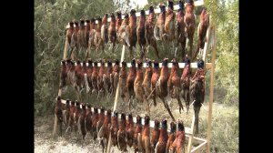 Охота на фазана