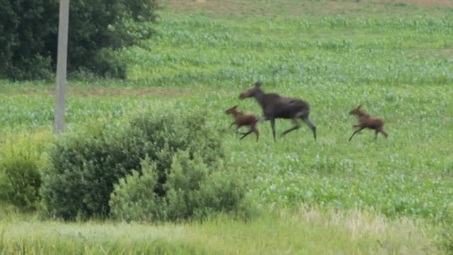 Лосиха с лосятами