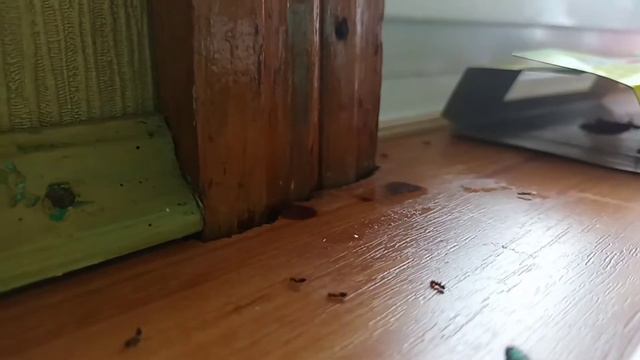 проверка лайфхаков от муравьёв!♡ смотреть онлайн