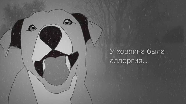 Социальная реклама про бездомных животных смотреть онлайн