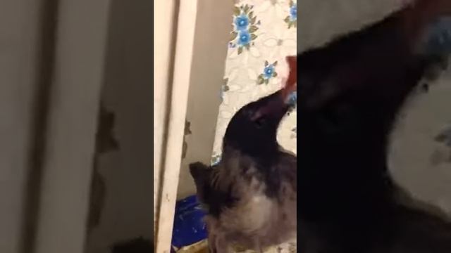 Птенец вороны дома смотреть онлайн
