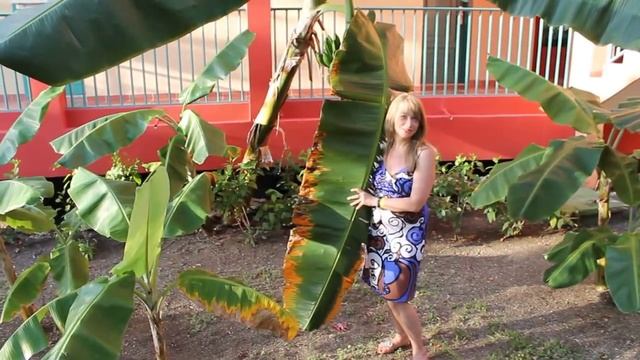 как цветет банан смотреть онлайн