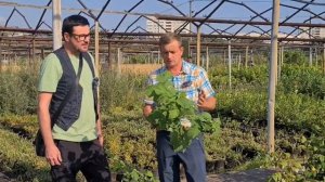 Лучшие ремонтантные сорта малины для Подмосковья. Как выбрать саженцы малины.