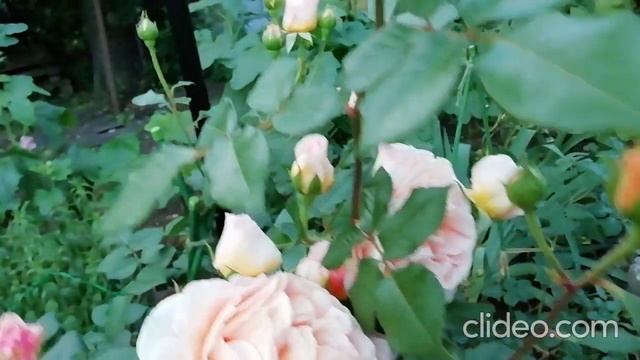 Роза Абрахам Дерби (Abraham Darby) Великобритания, 1985 смотреть онлайн