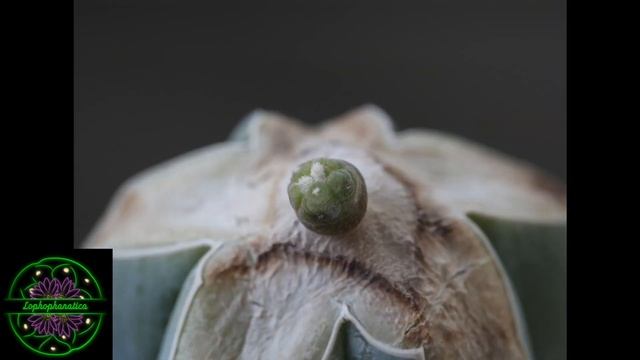 Time lapse frenzy #6 - Grafted Lophophora Fricii (Selectform x Fricii variegata) смотреть онлайн