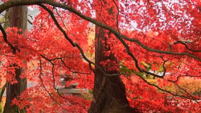 релакс для сна смотреть онлайн