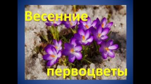 ''Весенние первоцветы''