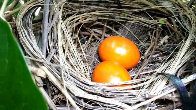 Red eggs of wild bird from deep jungle смотреть онлайн