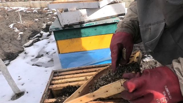 Корма на исходе, семьи начинают голодать. смотреть онлайн