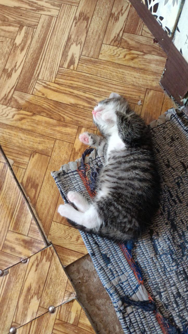 "Пушистое чудовище". Автор слов: Васейкин Сергей #music #песня #авторскиестихи #КотМузыка#ПесняОКоте смотреть онлайн