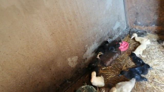 Доставка птицы из Москвы//Заканчиваем инкубацию//Каюга, бегуны и хаки кемпбелл смотреть онлайн