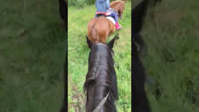 Катание на лошадях в спортивном конном клубе "Буденовец" смотреть онлайн