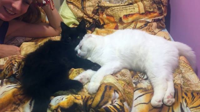 Пусси, Куни и Катя, счастливая семейка )) смотреть онлайн