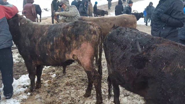 Шанбебозори Фархор Барфбодай бозори зур шуд, 2 марта 2024 г. смотреть онлайн