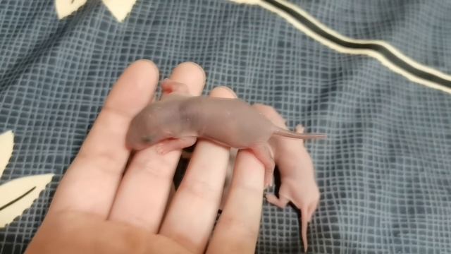 СРАВНЕНИЕ КРЫСЯТ С РАЗНИЦОЙ В ВОЗРАСТЕ 3 ДНЯ смотреть онлайн