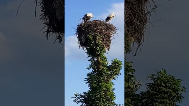 гнездо Аистов учатся летать часть 4 тайная жизнь питомник декоративных кур смотреть онлайн