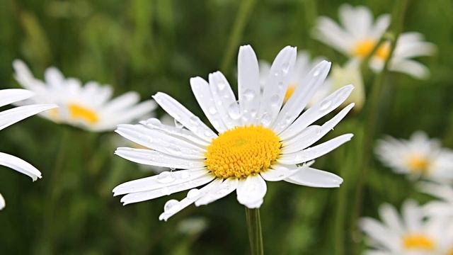 22 июня – Кирилл Солнцеворот. День сильный энергетики. Как правильно загадать желание. смотреть онлайн