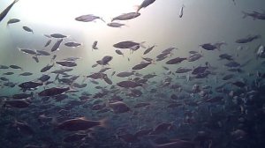 ПЛОТВА И КАРАСИК  на зимний поплавок ванька-встанька