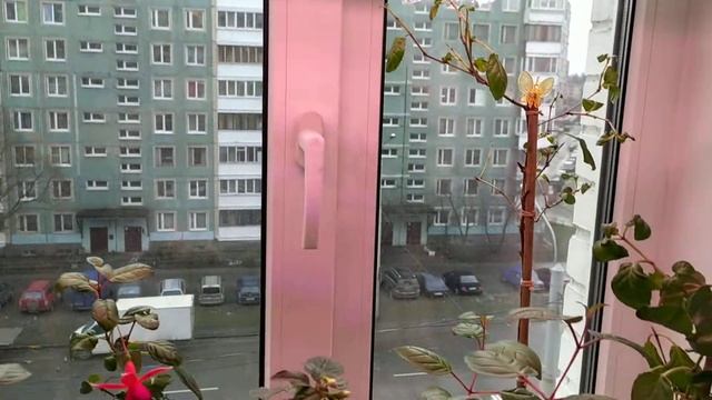 Цветение фуксии в январе смотреть онлайн