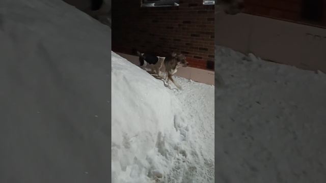 Курдай на прогулке с Буржуем и Береттой смотреть онлайн