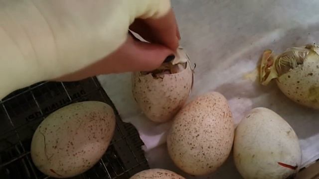 Индейка Хайбрид конвертер. Вывод и 1-3 сутки. Первый опыт смотреть онлайн