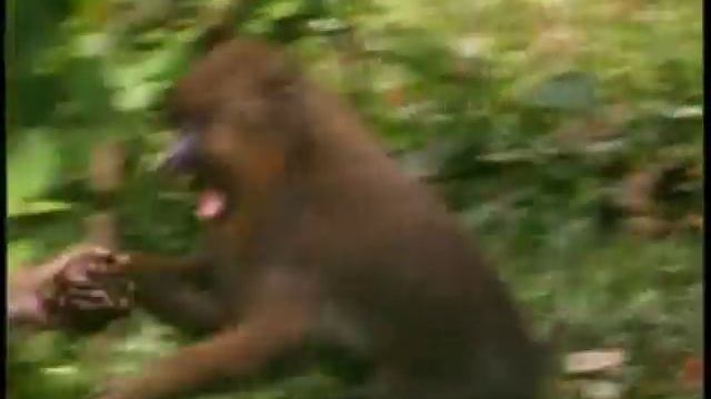 The Most Colourful Monkeys in the World | Storyteller Media смотреть онлайн