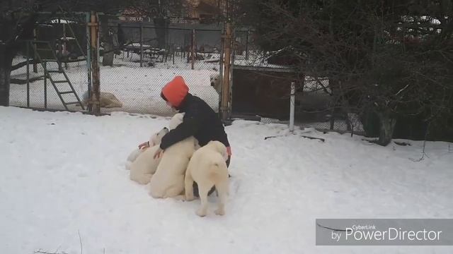 Щенок алабая OLIMPIC STAR FREYA смотреть онлайн