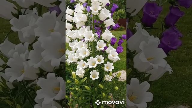 Колокольчики белые ! смотреть онлайн