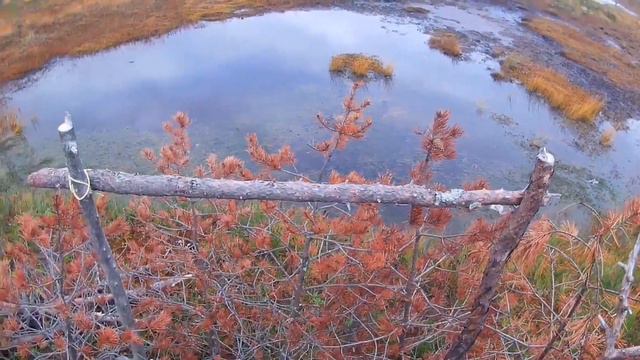 #ОХОТА НА ГУСЯ#ОТКРЫВАЕМ СЕЗОН#ОСЕНЬ 2022# смотреть онлайн