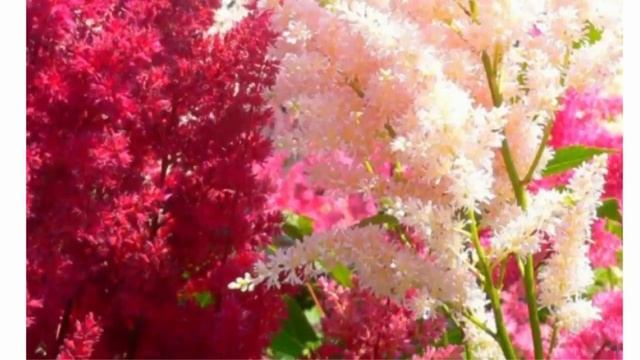 Как подобрать многолетние цветы для осенней посадки смотреть онлайн