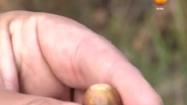 Ельчан призывают собирать желуди! смотреть онлайн