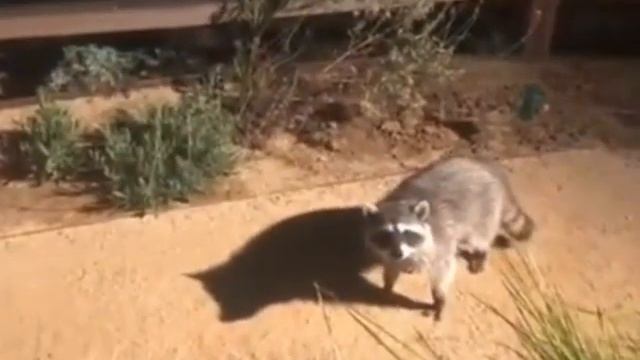 what's your f**king problem t pose raccoon tony soprano meme смотреть онлайн