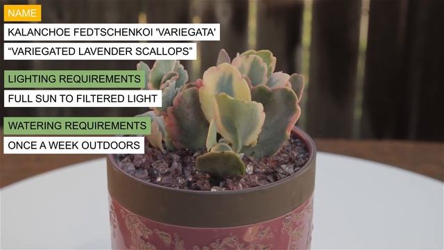 Kalanchoe fedtschenkoi 'Variegata' “Variegated Lavender Scallops” смотреть онлайн