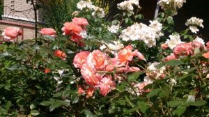 Яркая роза Бельведер,шраб